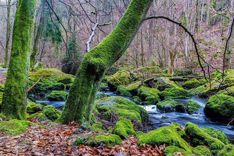 Green nature in a forest with a stream by Animaflora PicsStock