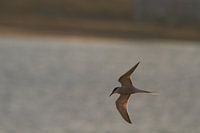 Flussseeschwalbe über dem Meer auf Nahrungssuche