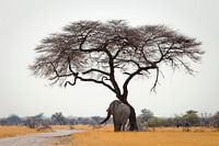 Ein Elefant der sich am Baum reibt