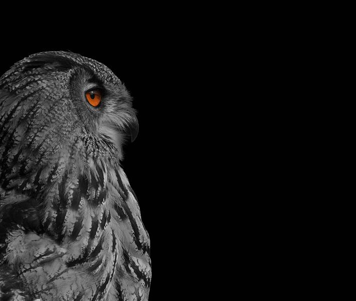 Eule - Europäischer Uhu - Eule von Danielle Kool | my KOOL moments