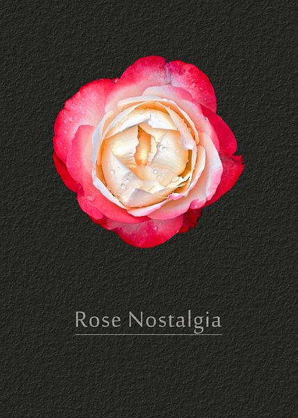 Rose Nostalgie par Leopold Brix