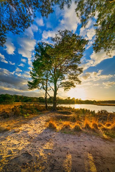 Baum bei Putsemoer. von Ivo Schut Fotografie
