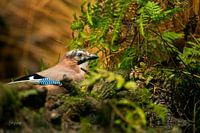 Der neugierige Eichelhäher.