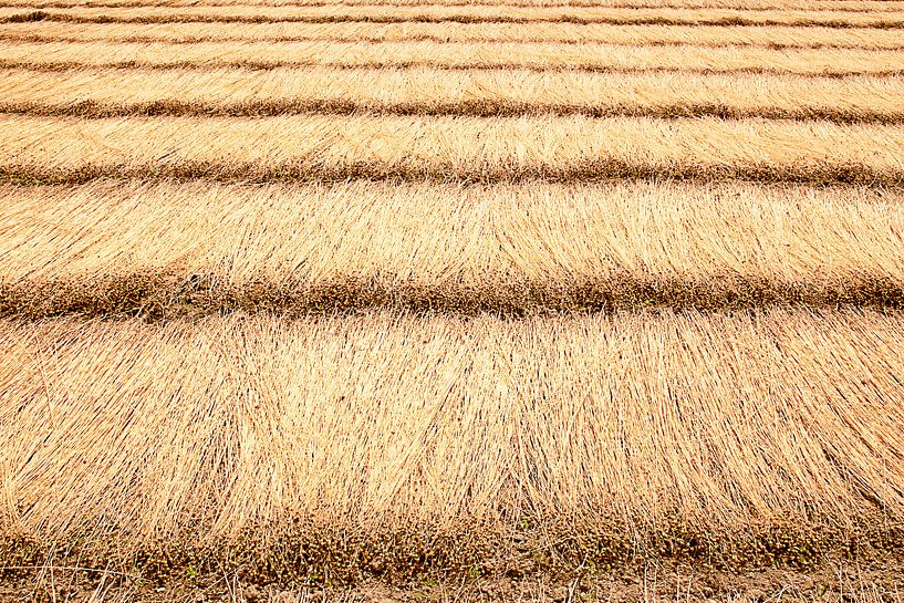 Hooiland von Emilie Luikinga