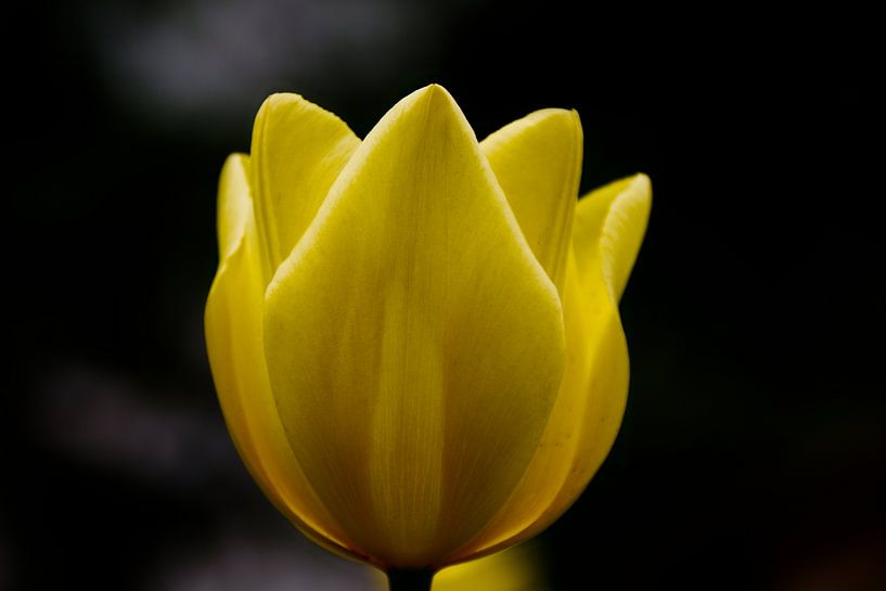 Simple yellow flower by Hannon Queiroz