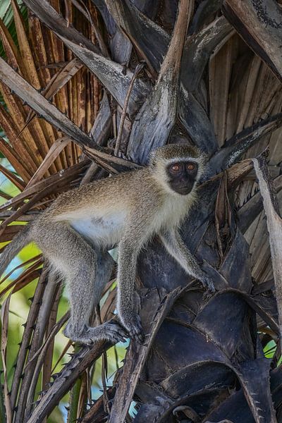 Curious Monkey by Amanda Romijn