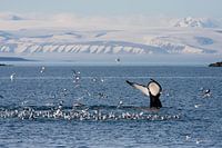 Bultrug duikt onder water