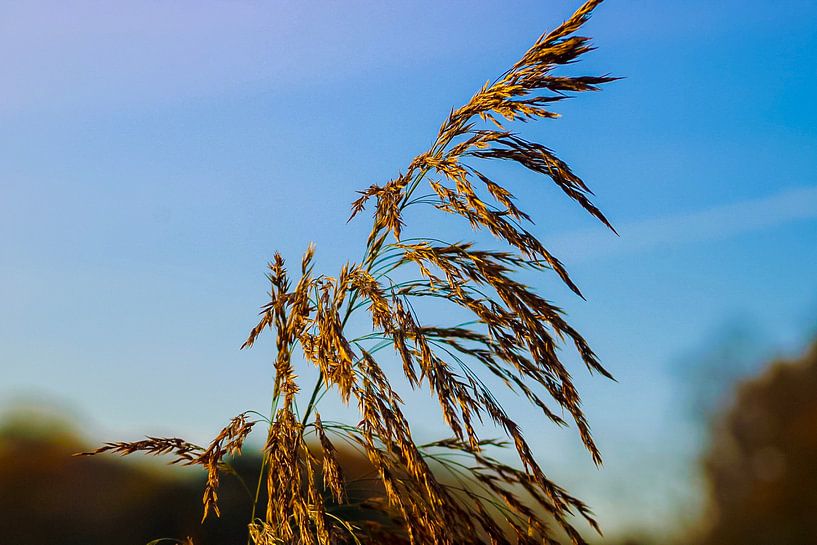Alles, was ich sehe, ist Staub im Wind; von Scarlett van Kakerken