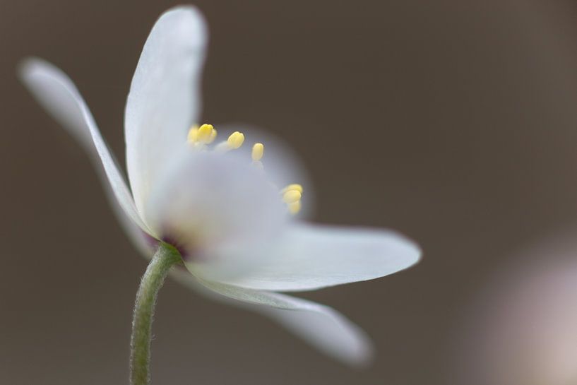 Anémone des bois par Hillebrand Breuker