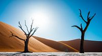 Deadvlei's dead trees