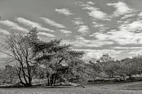 "Nature seen achromatically"