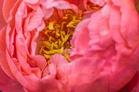 Staudenpfingstrose - Paeonia officinalis