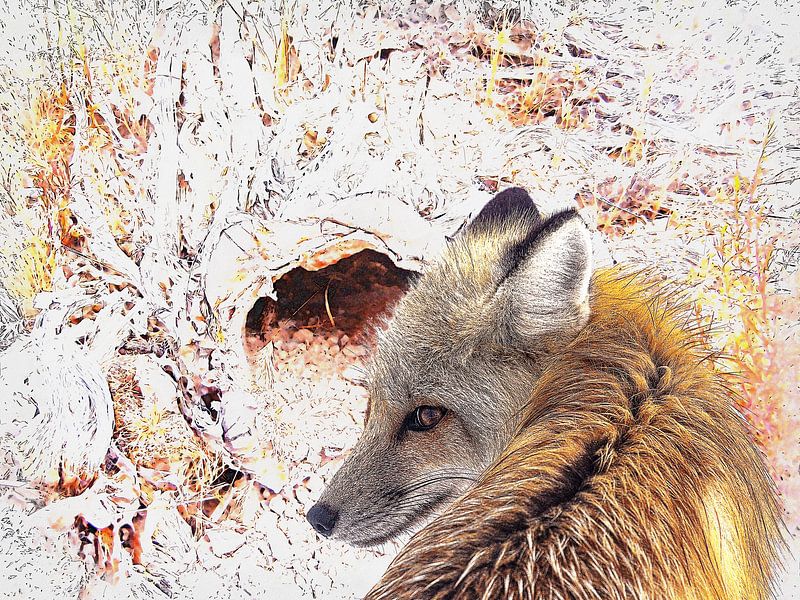 Hohlfuchs-Hms von HMS