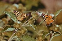 Thistle butterflies