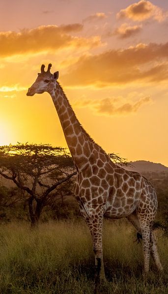 Giraffe enjoying the sunset by Kim Paffen