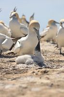Alimentation des fous de Bassan
