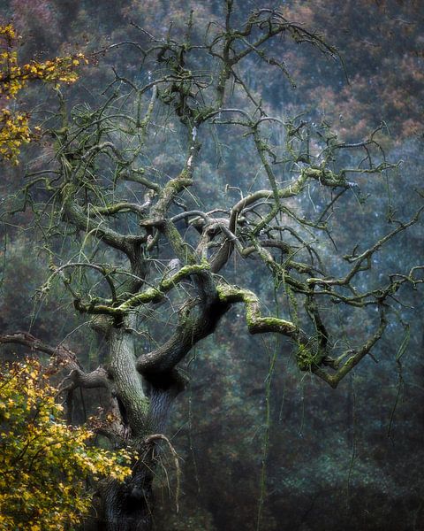 L'arbre magique de Sint Maarten par Ton Drijfhamer