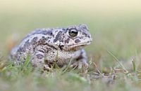 Le chemin de la bande arrière