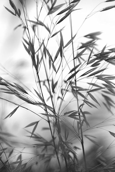 Flüstern von Carla Mesken-Dijkhoff