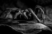 tarantula Theraphosidae