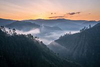 Bwindi Nationaal Park, Oeganda