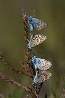 Silver-studded blue