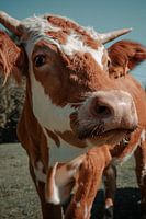 Portrait d'une vache en Autriche
