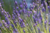 France, Provence, fleurs de landel et abeille