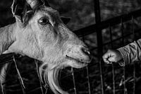 Ziege und Handje van Baby, der zum ersten Mal ein Treffen mit Herrn Goat hat. Nutztiere