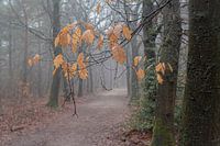 Autumn leaves in misty forest