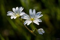 Witte bloem, Grasmuur