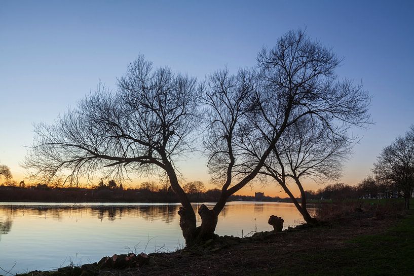 Tree on the Weser by Torsten Krüger