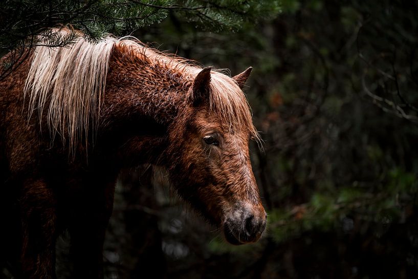 Pferd in der Stille des Waldes von Femke Ketelaar