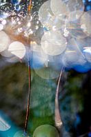 Macro photo taken in Nature