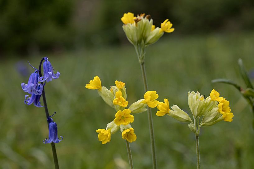 fleurs sauvages Primula veris Hyacinthoides non-scripta et hyacinthe sauvage primevère dorée par W J Kok