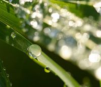Tropfen auf ein Blatt