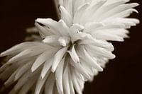 kleurloze bloem ingezoemt