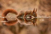 squirrel with mirror image