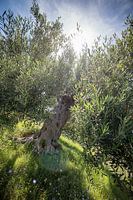 Olivenbaum in Griechenland