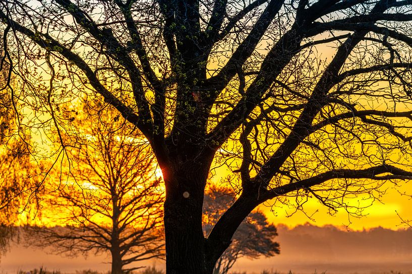 Tree in morning light by Wendy van Kuler Fotografie