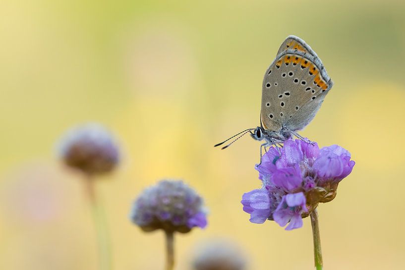 Lilagold-Feuerfalter  auf Gemeine Grasnelke von Francois Debets