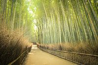 Bamboo Forest, Kyoto, Japan