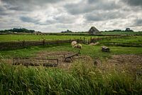 Schapen weiland Texel