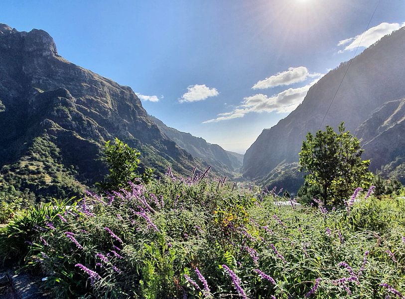 Madeira #2 von zam art