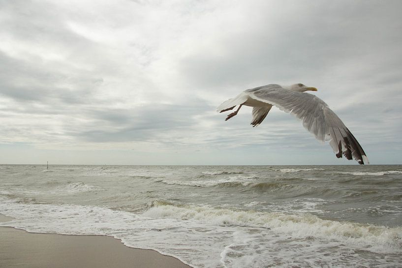 Meeuw op het nederlandse strand par Tess Groote