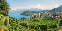 Alpenlandschaft mit Seeblick am Rebberg Spiez