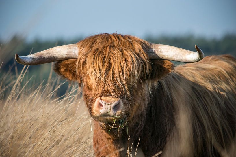Puissant Highlander écossais par Patrick Verhoef