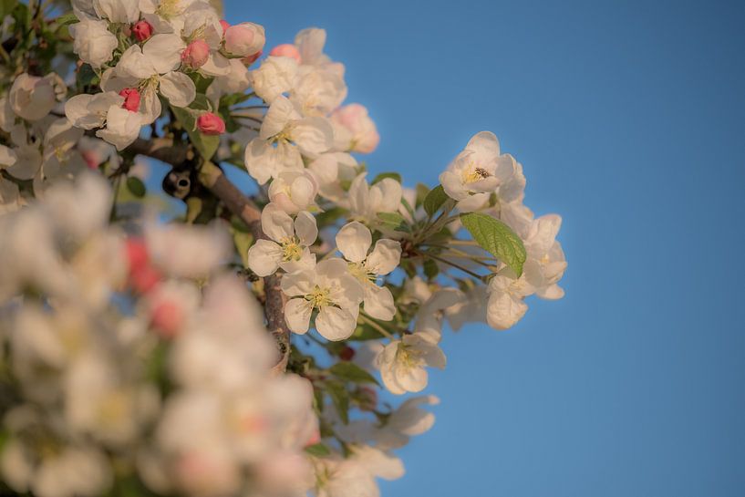 Bloesem met insect von Moetwil en van Dijk - Fotografie