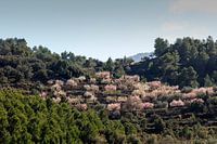 A pink cloud in green