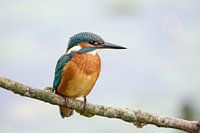 Jeune martin-pêcheur